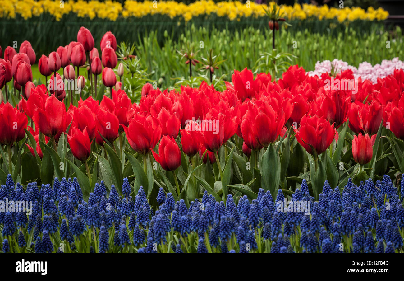 Des grappes de diverses fleurs croissant ensemble en Hollande Banque D'Images
