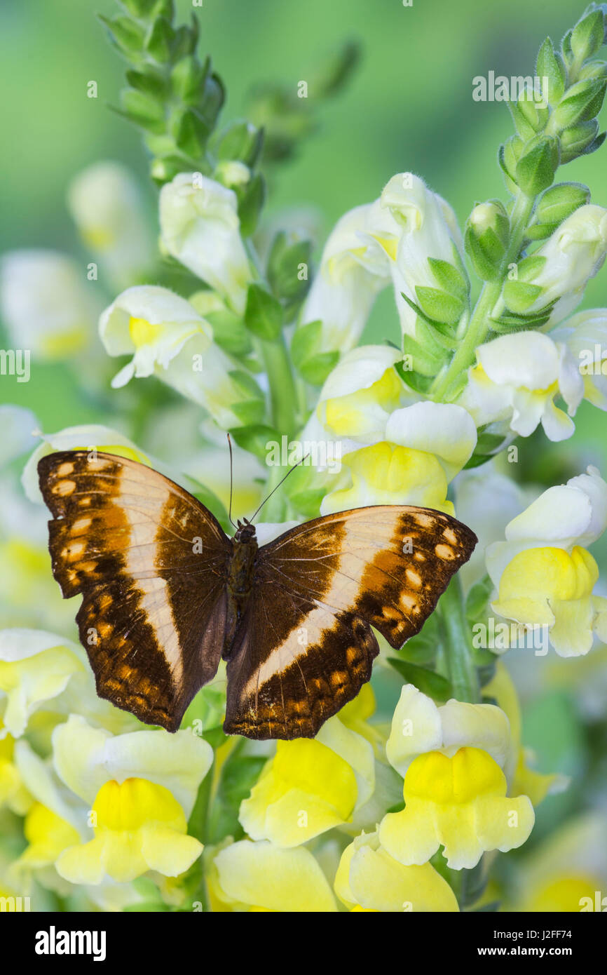 Papillon planeur angulaire originaires d Afrique, Agnosia theobene Banque D'Images