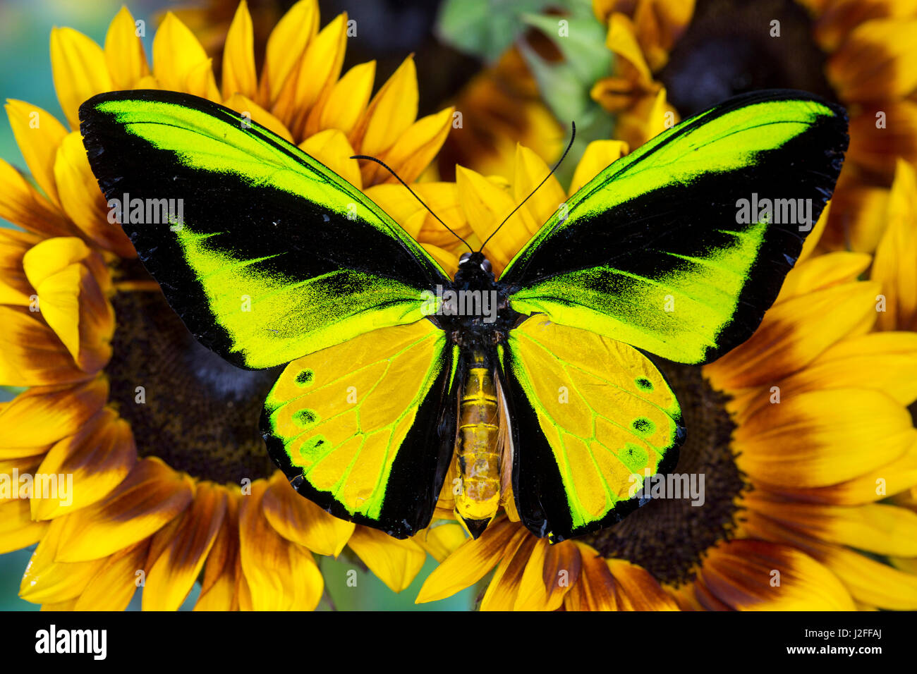 Goliath goliath Ornithoptera, papillon de la Cites mâle samson Banque D'Images