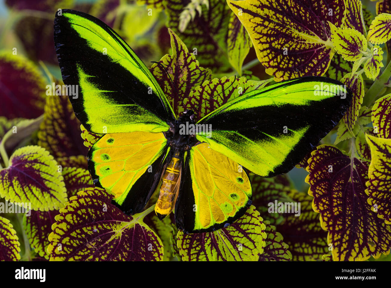 Goliath goliath Ornithoptera, papillon de la Cites mâle samson Banque D'Images