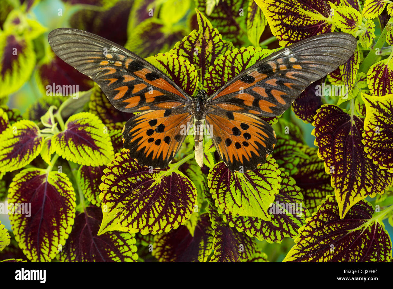 Giant African Swallowtail Butterfly, Papilio antimachus Banque D'Images