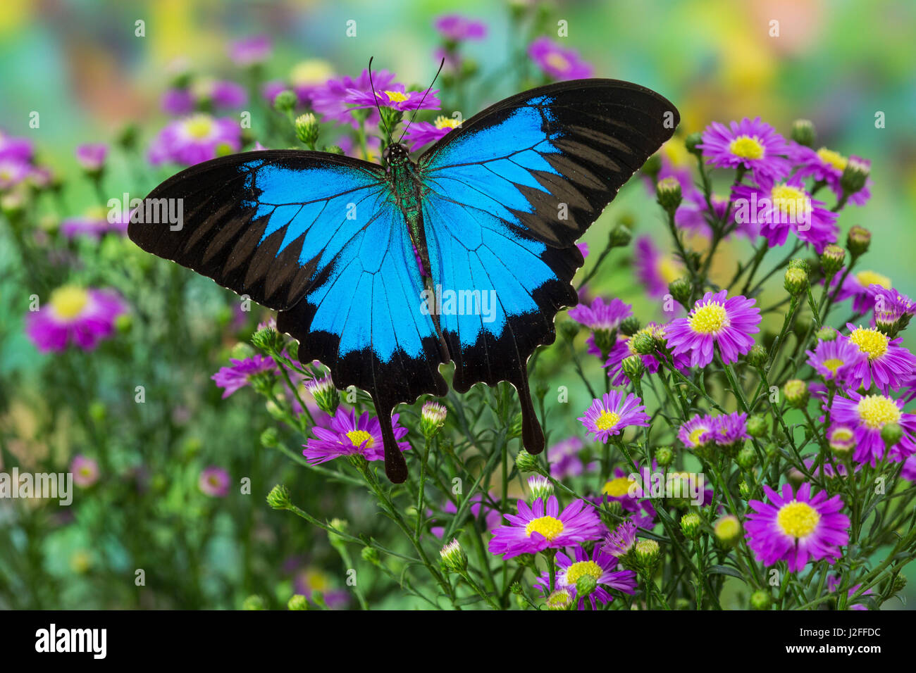 Blue Mountain de l'Australie, Swallowtail Papilio Ulysses Banque D'Images