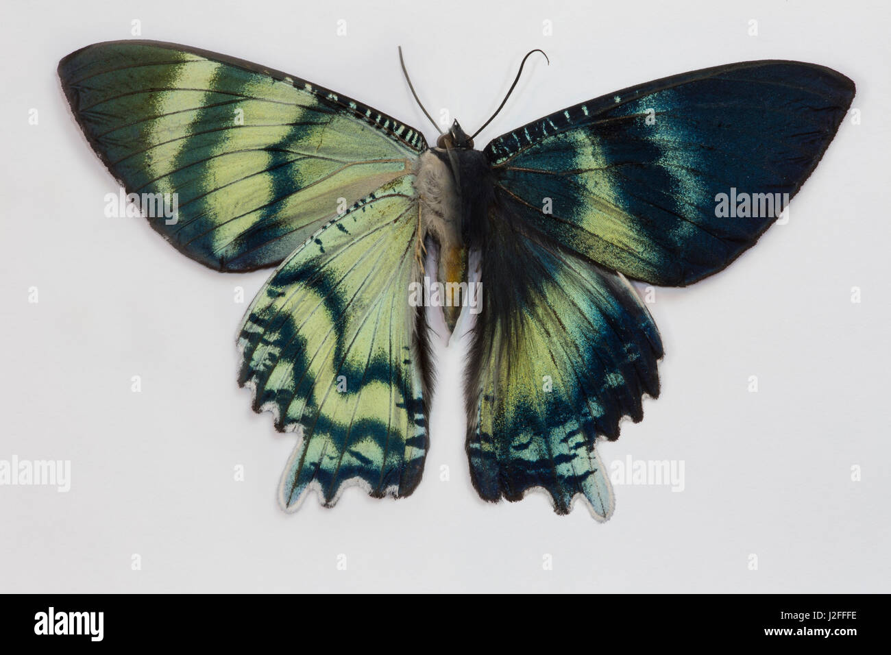 Uraniid Moth, Alcides Oronte comparant le haut et le bas de son aile Banque D'Images