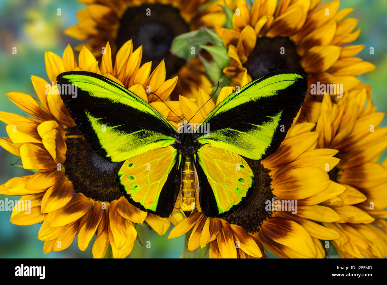 Le Goliath de la CITES d'Ornithoptera goliath samson Papillon, homme Banque D'Images