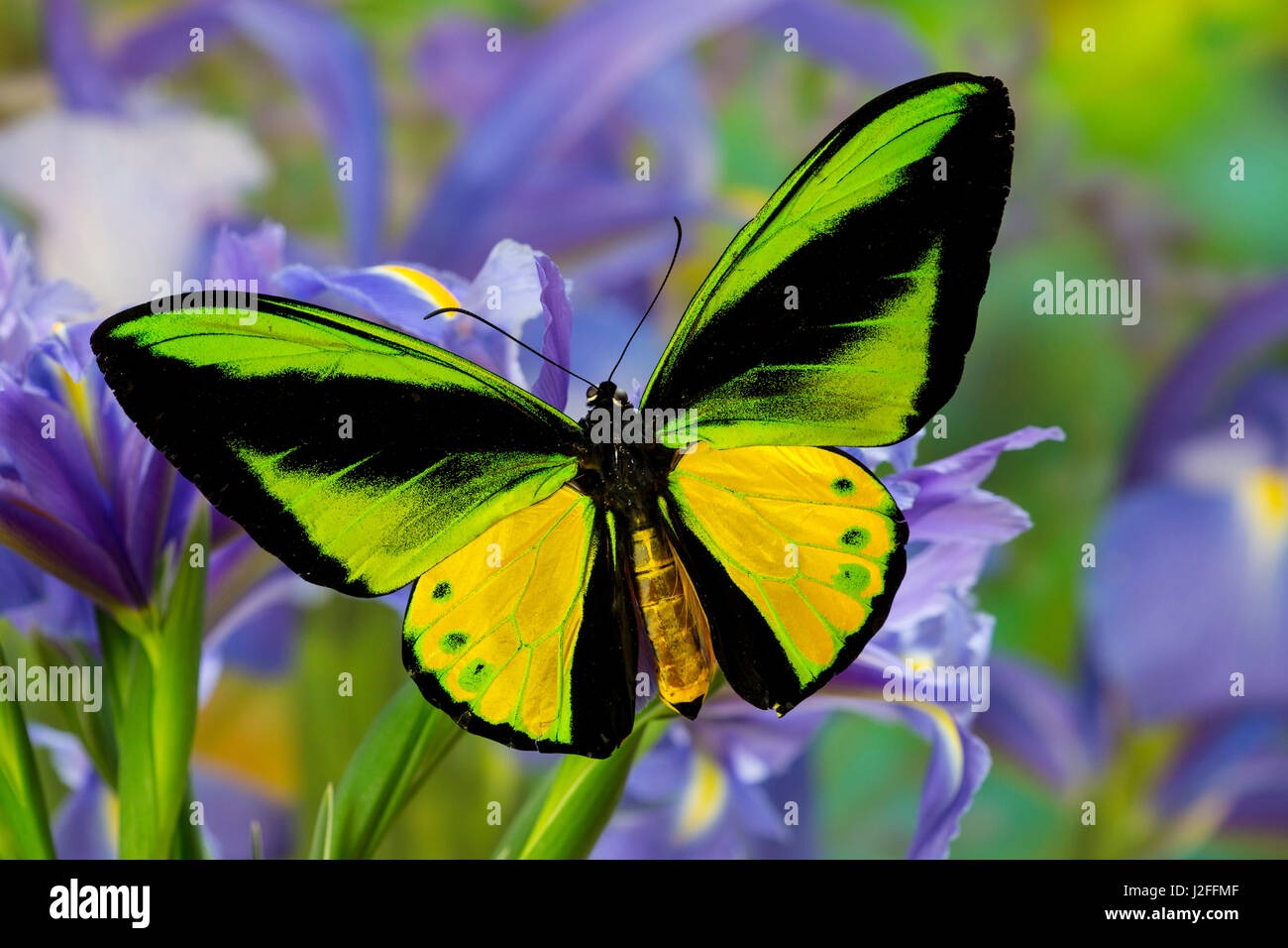 Le Goliath de la CITES d'Ornithoptera goliath samson Papillon, homme Banque D'Images