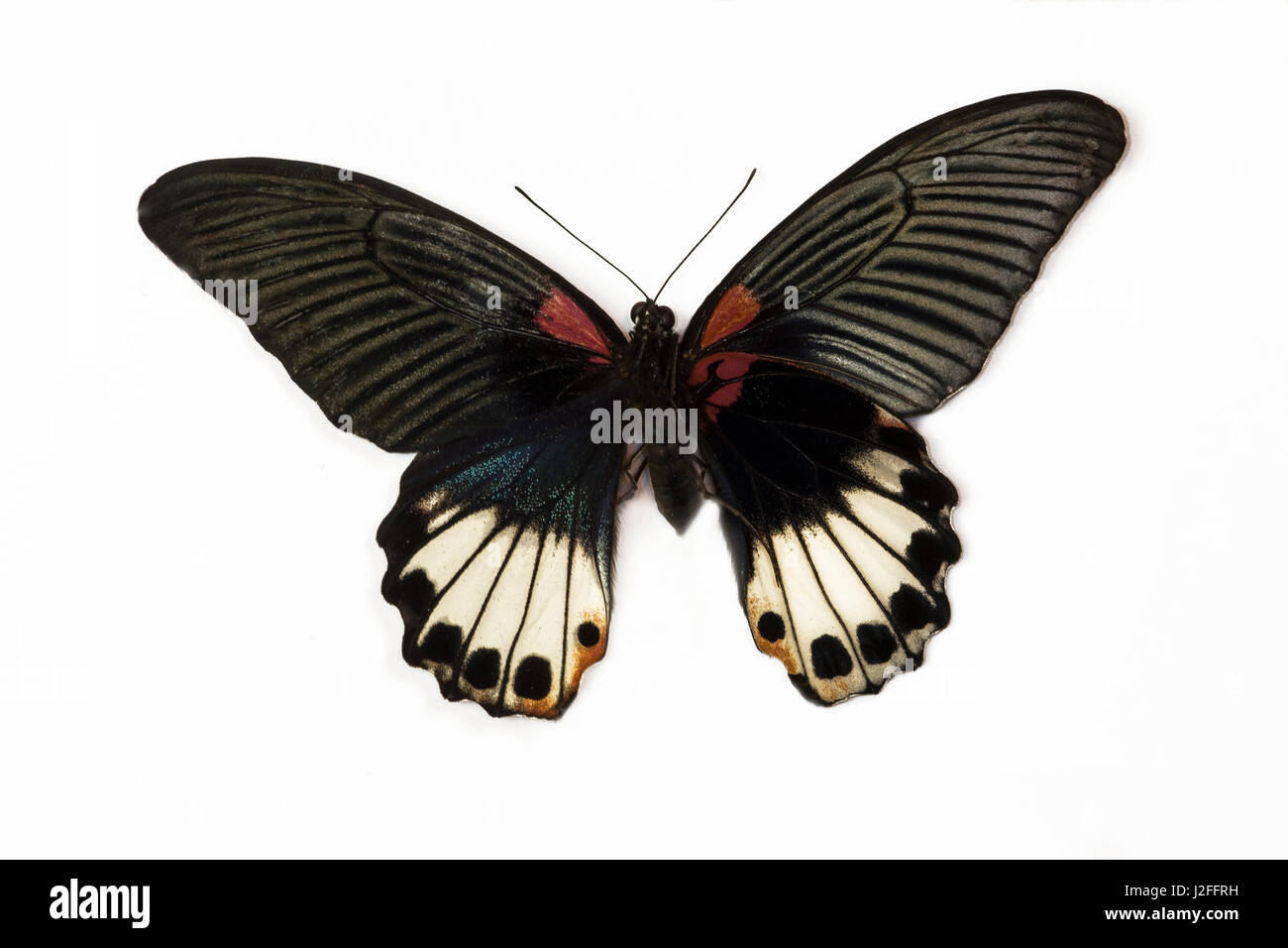 Grand Mormon Swallowtail Butterfly, Papilio Memnon femme comparer haut (droite) ailes et bas (à gauche) des ailes. Banque D'Images