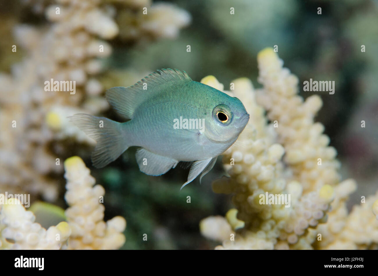 Blue-green Chromis Chromis viridis), (Rainbow Reef, Fidji. Banque D'Images