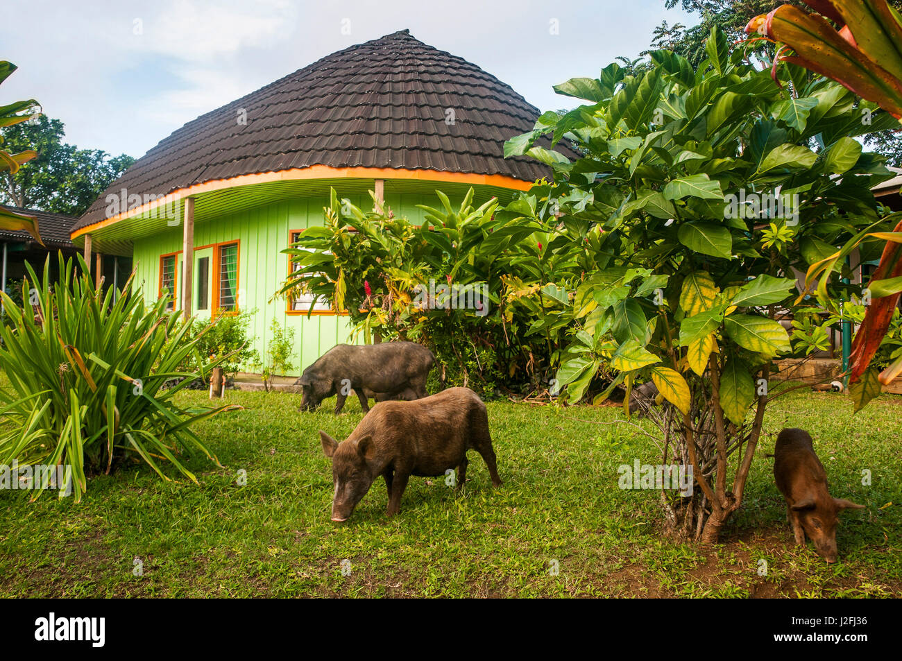 L'alimentation des porcs dans un jardin devant une maison traditionnelle à Neiafu, Vava'u, Tonga, Pacifique Sud Banque D'Images