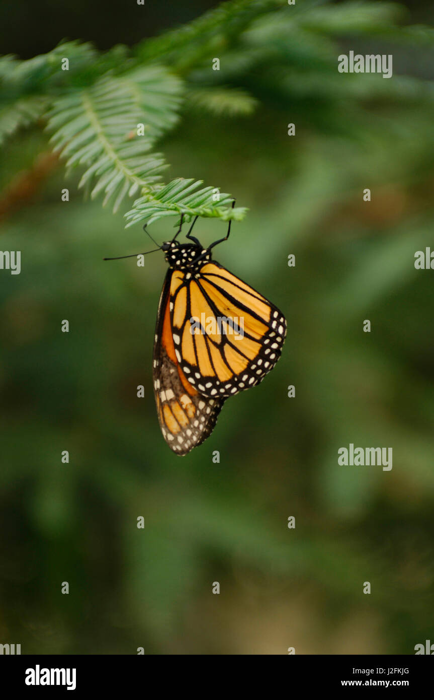 Un monarque s'accroche à la pointe d'une branche d'arbre de pin. Banque D'Images