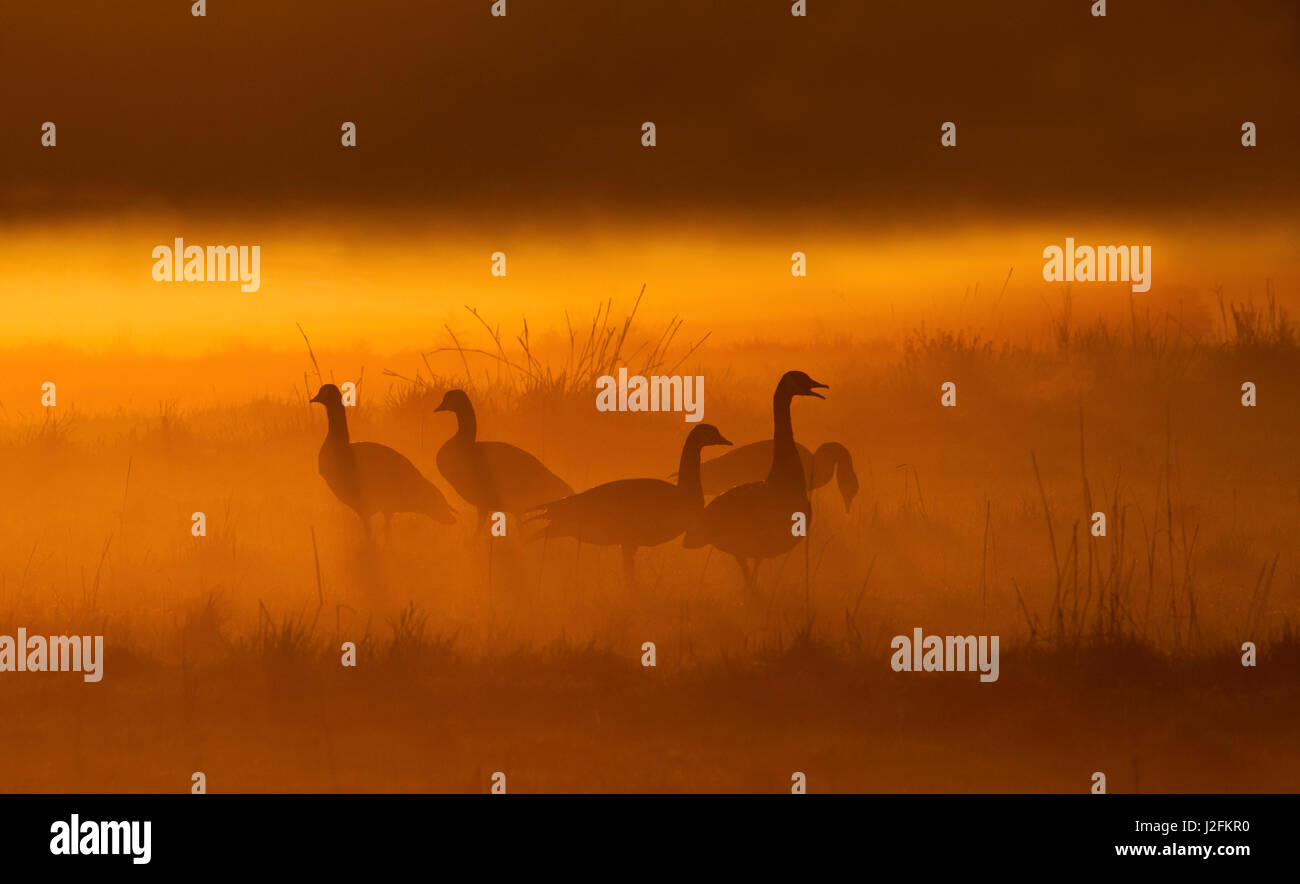 Les Bernaches du Canada, Misty Dawn Banque D'Images