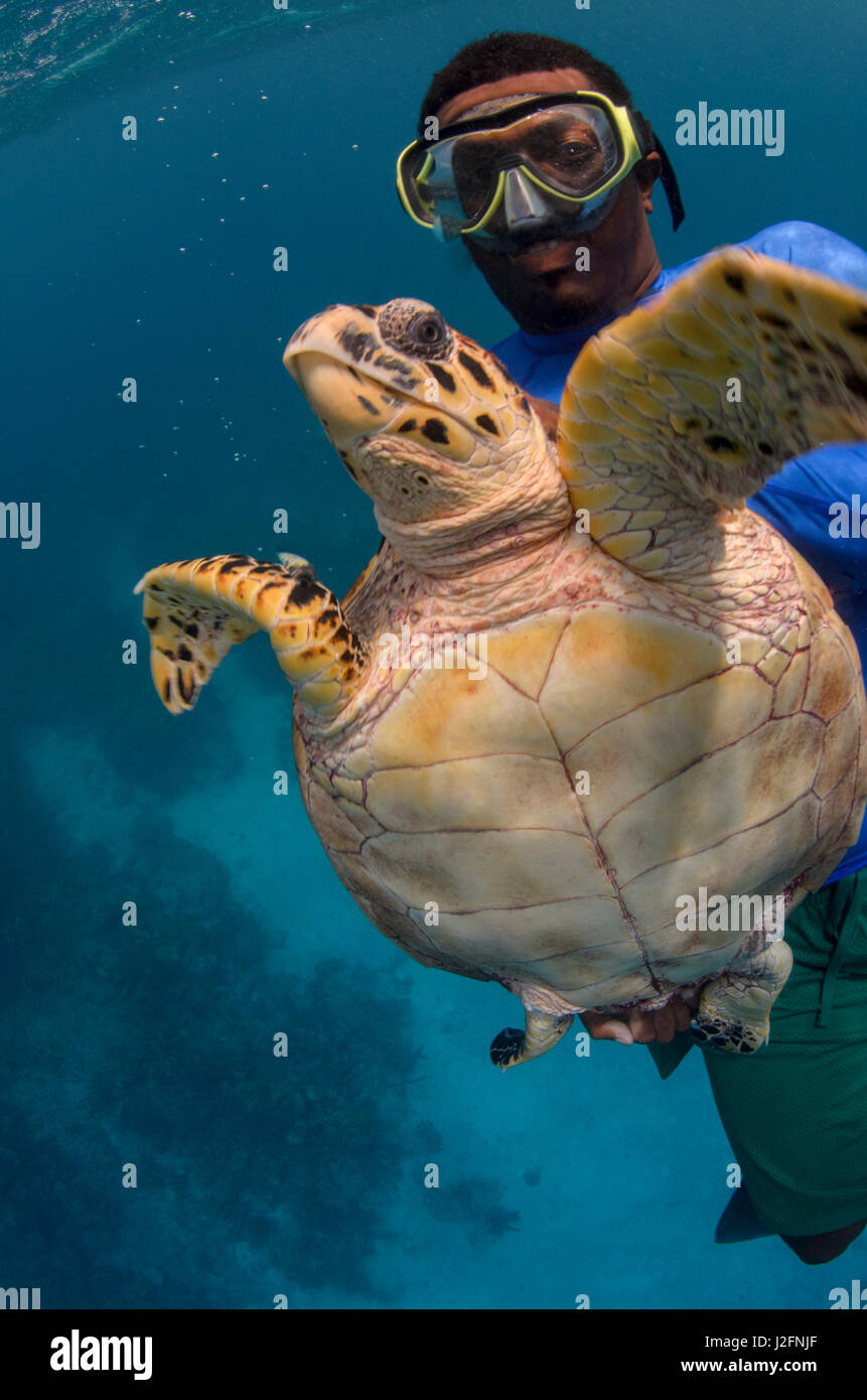 Capture de la tortue imbriquée (Eretmochelys imbricata) de surveillance annuelle, MarAlliance, Lighthouse Reef Atoll, Belize, (MR) Banque D'Images