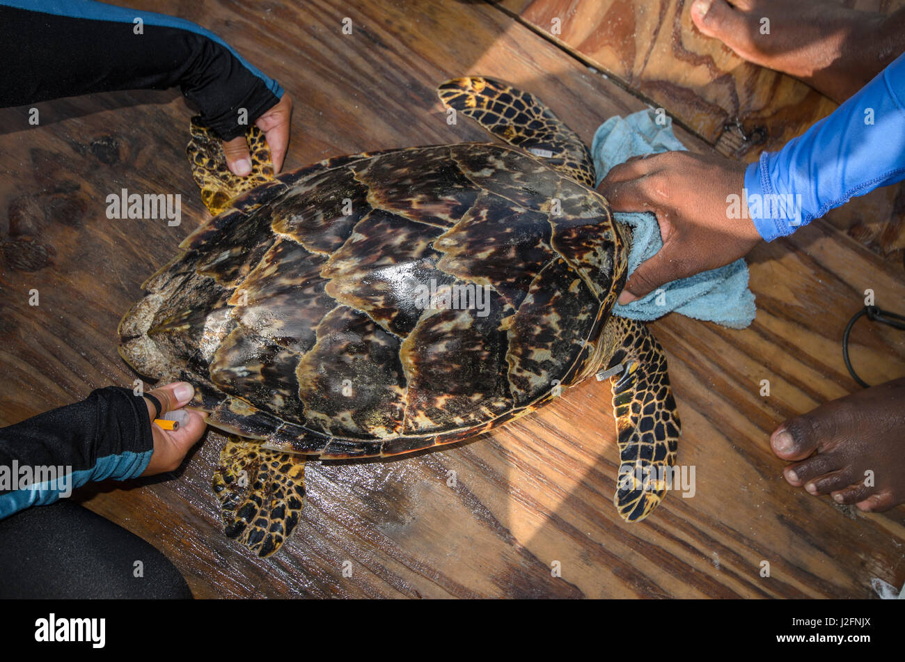 Capture de la tortue imbriquée (Eretmochelys imbricata) de surveillance annuelle, MarAlliance, Lighthouse Reef Atoll, Belize, (MR) Banque D'Images