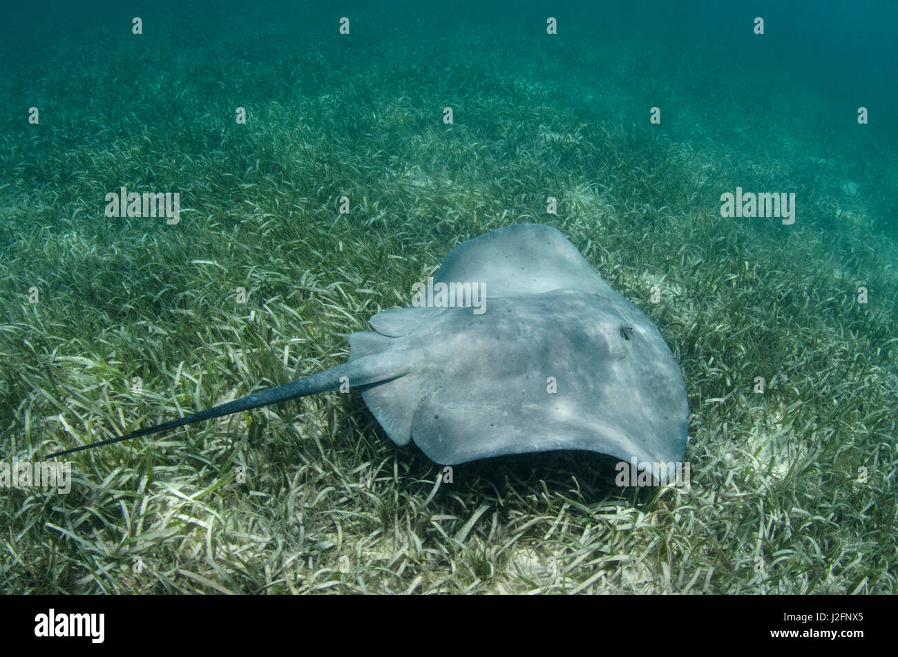 Coureur des Caraïbes Ray (Himantura) schmardae (Rhizophora mangle), Lighthouse Reef Atoll,, Belize Banque D'Images