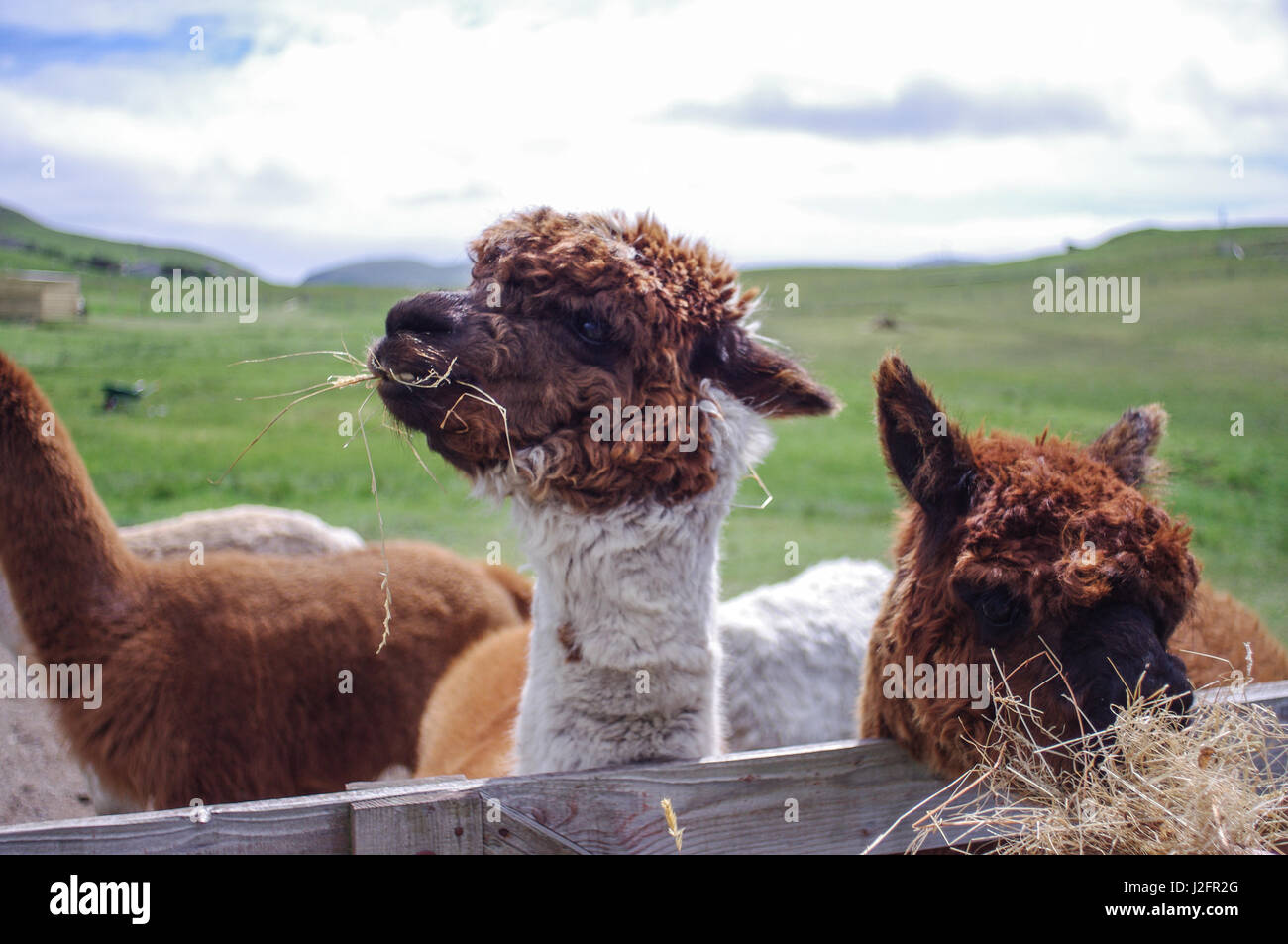 Les lamas se nourrissent d'une ferme à distance en Shetland. Llama llama de mad (fromage de lait. Ces lamas semblent heureux. Banque D'Images
