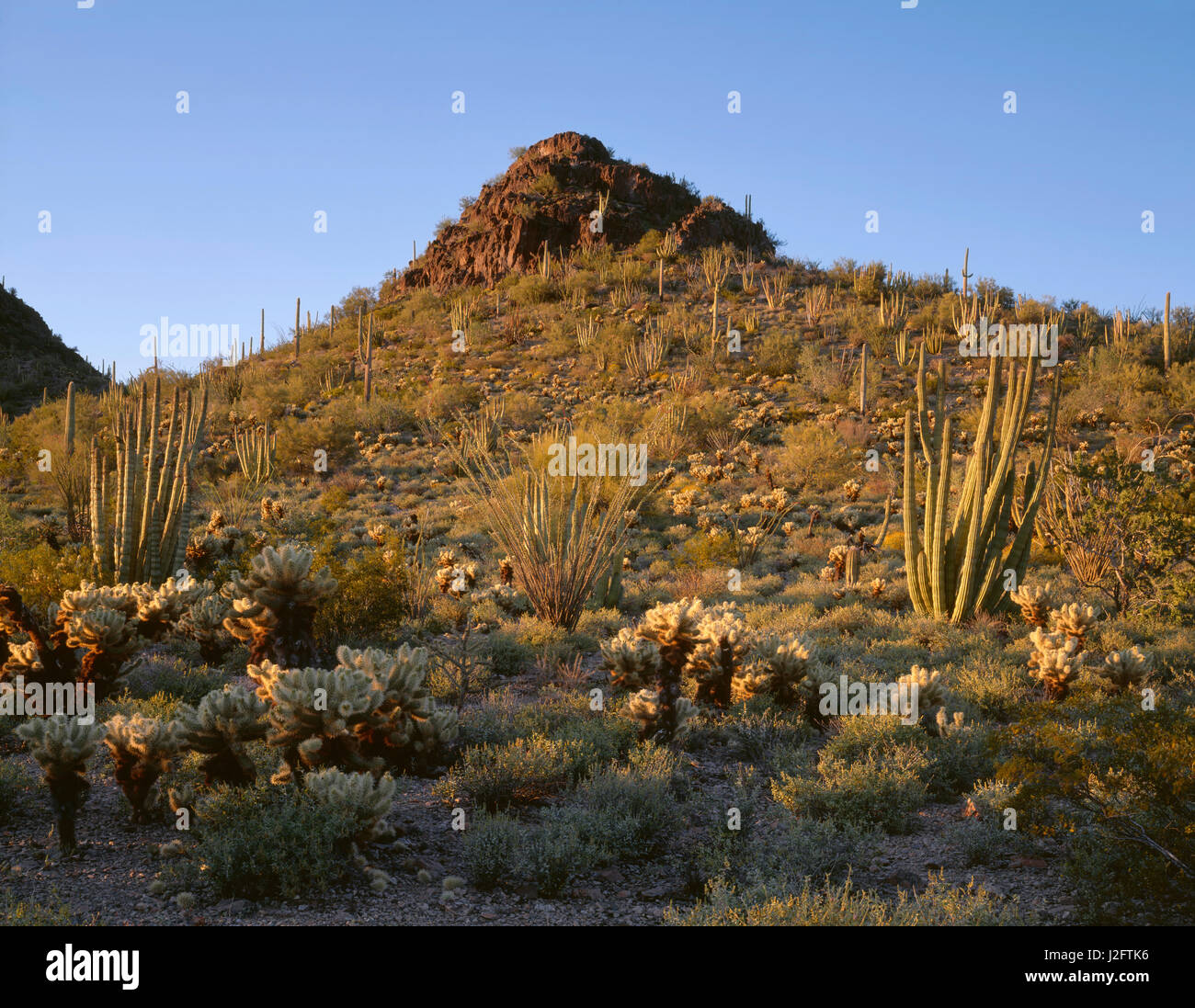 USA, Arizona, orgue Pipe Cactus National Monument, coucher de la lumière sur la société et de l'orgue, tuyau et saguaro cactus cholla. Tailles disponibles (grand format) Banque D'Images