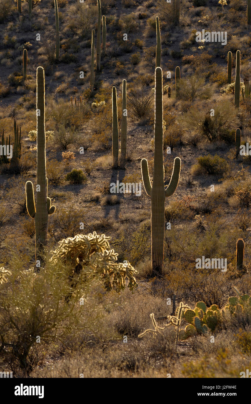 USA, Arizona, orgue Pipe Cactus National Monument. Retour allumé Saguaro Cactus (Carnegiea gigantean) et la chaîne Cholla Opuntia fulgida (fruits) Banque D'Images