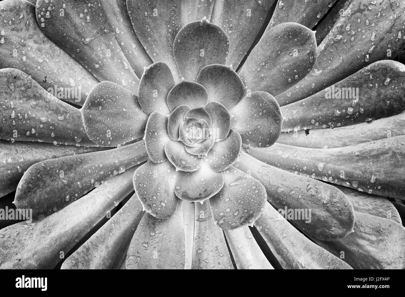 États-unis, Californie, Del Mar plantes grasses Banque D'Images