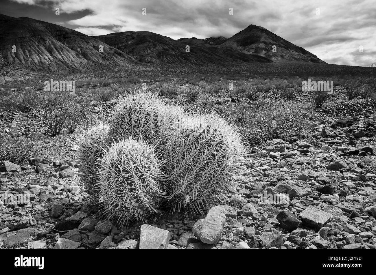 Barrel Cactus dans Death Valley National Park, Californie Banque D'Images