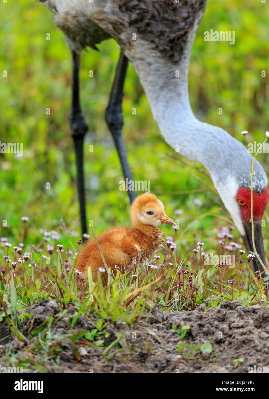 La grue avec premier colt hors alimentation, Grus canadensis, Floride Banque D'Images