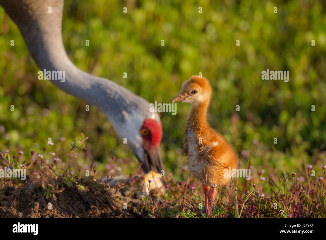 La grue avec premier colt hors alimentation, Grus canadensis, Floride Banque D'Images