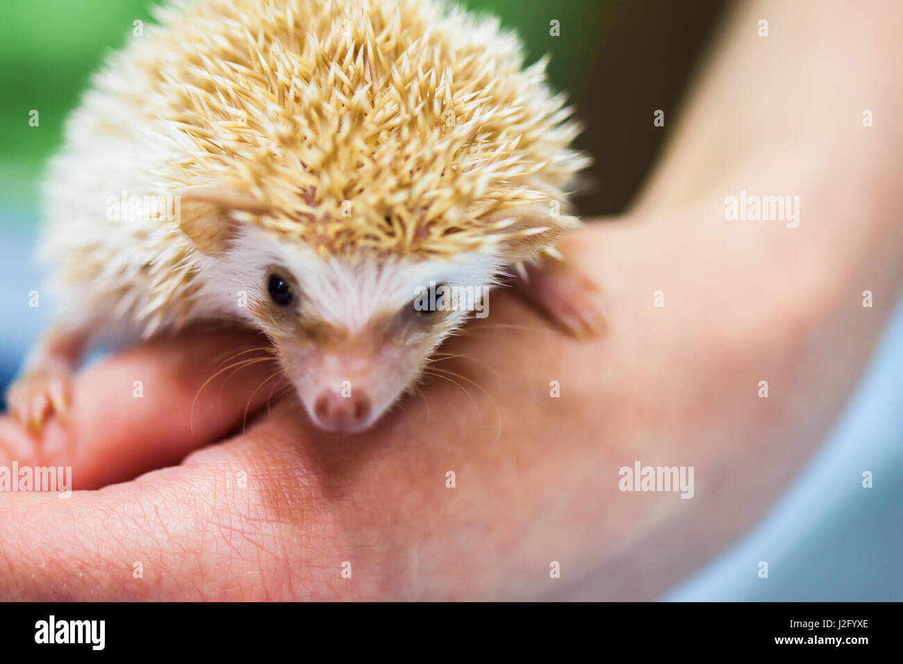 Close-up d'un hérisson pygmée d'Afrique décoratifs sur la main de l'homme. Concept de la protection de l'environnement, l'écologie, de communiquer avec les zoos, les petits animaux adorables. En ca Banque D'Images
