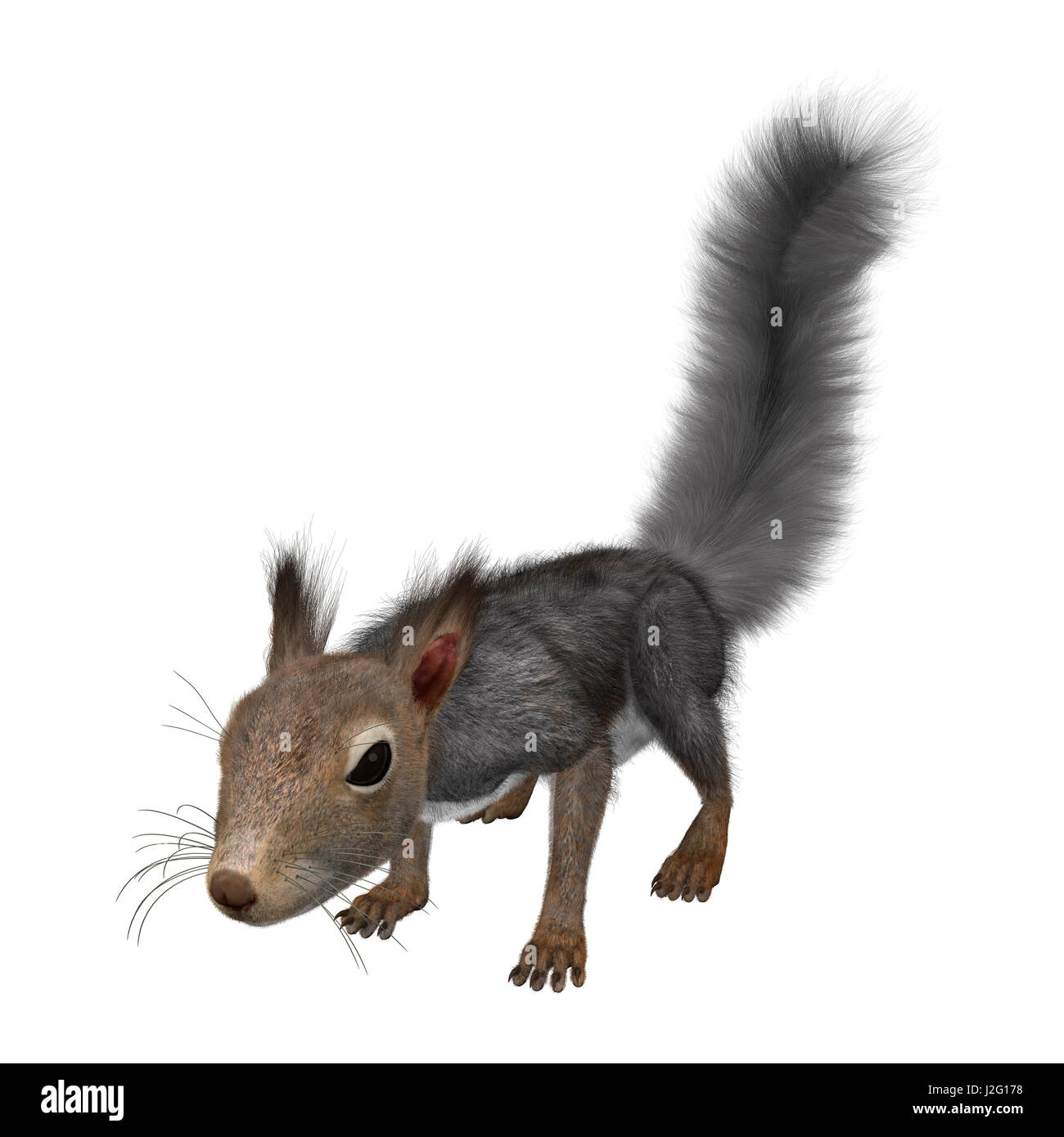 Le rendu 3D d'un écureuil gris isolé sur fond blanc Banque D'Images