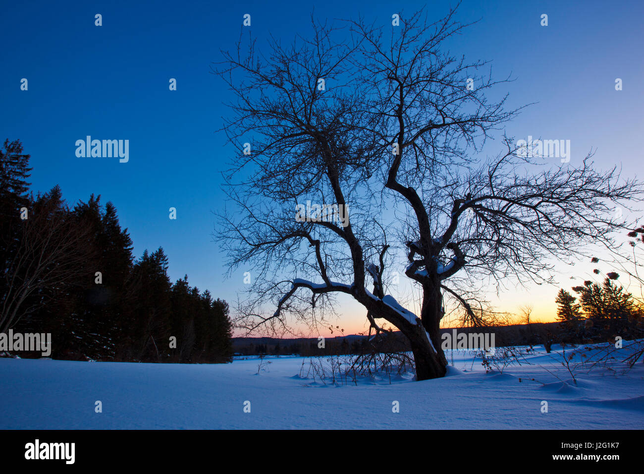 Un pommier au coucher du soleil. L'hiver à l'Notchview avec réservation gratuite à Windsor, Massachusetts. L'Administration des Réserves. Banque D'Images