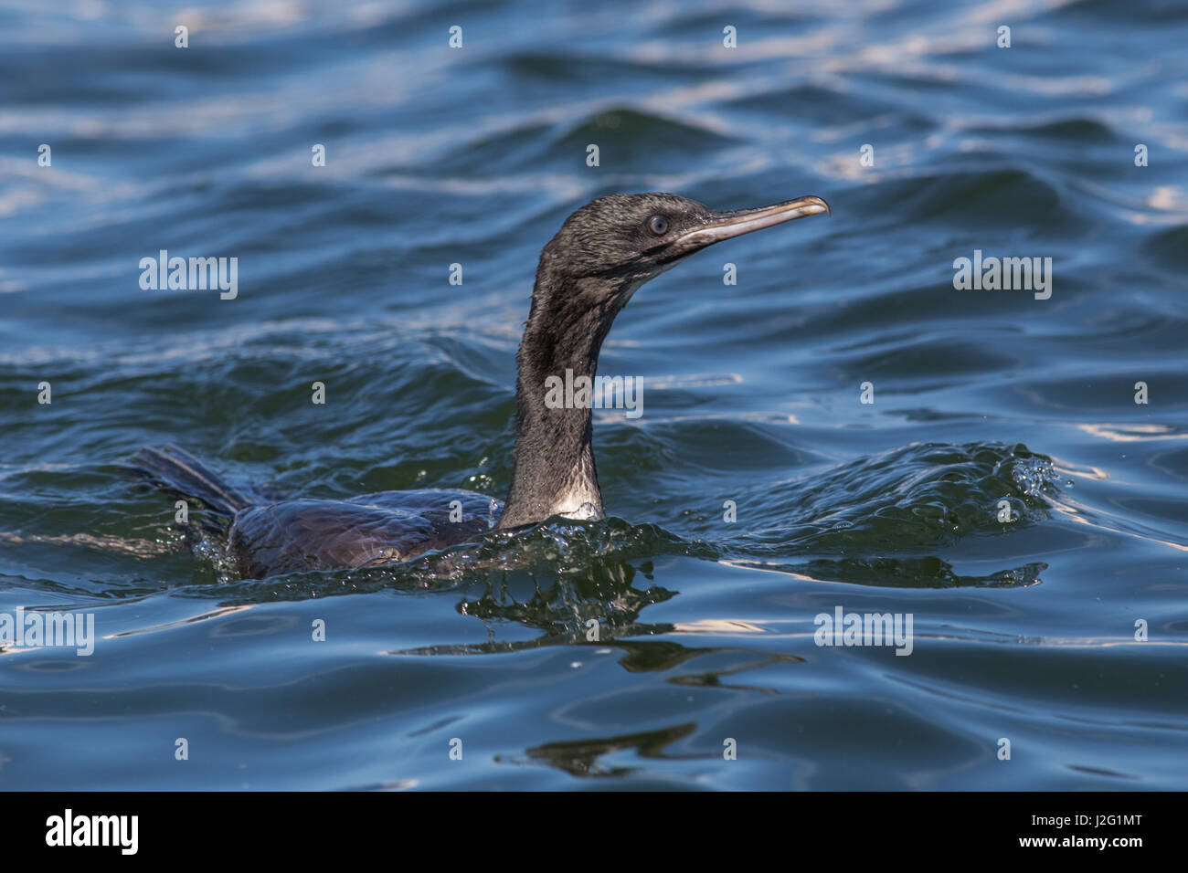 Cormoran vigua (Phalacrocorax brasilianus) près de la piscine près de îles Ballestas Paracas, Pérou, Amérique du Sud Banque D'Images