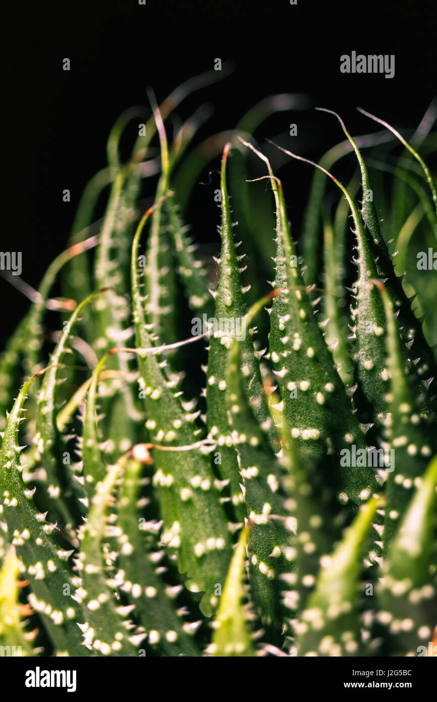 Close up résumé des feuilles épineuses d'une plante succulentes vert Banque D'Images