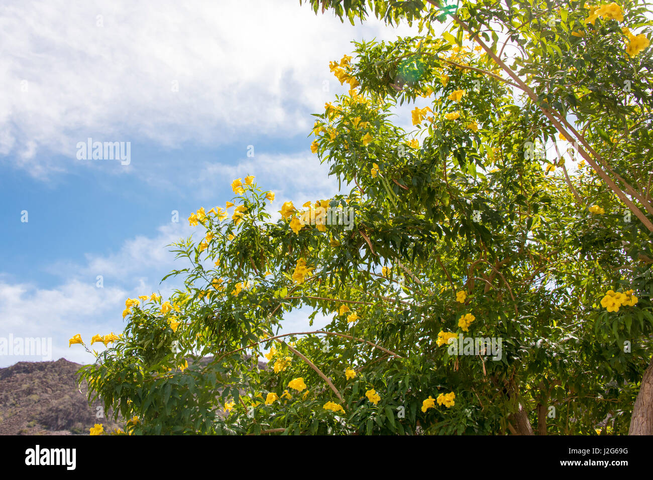Mexique, Baja California Sur, Loreto. Primavera (mot espagnol pour "printemps") annonce début de saison aux fleurs jaune vif Banque D'Images