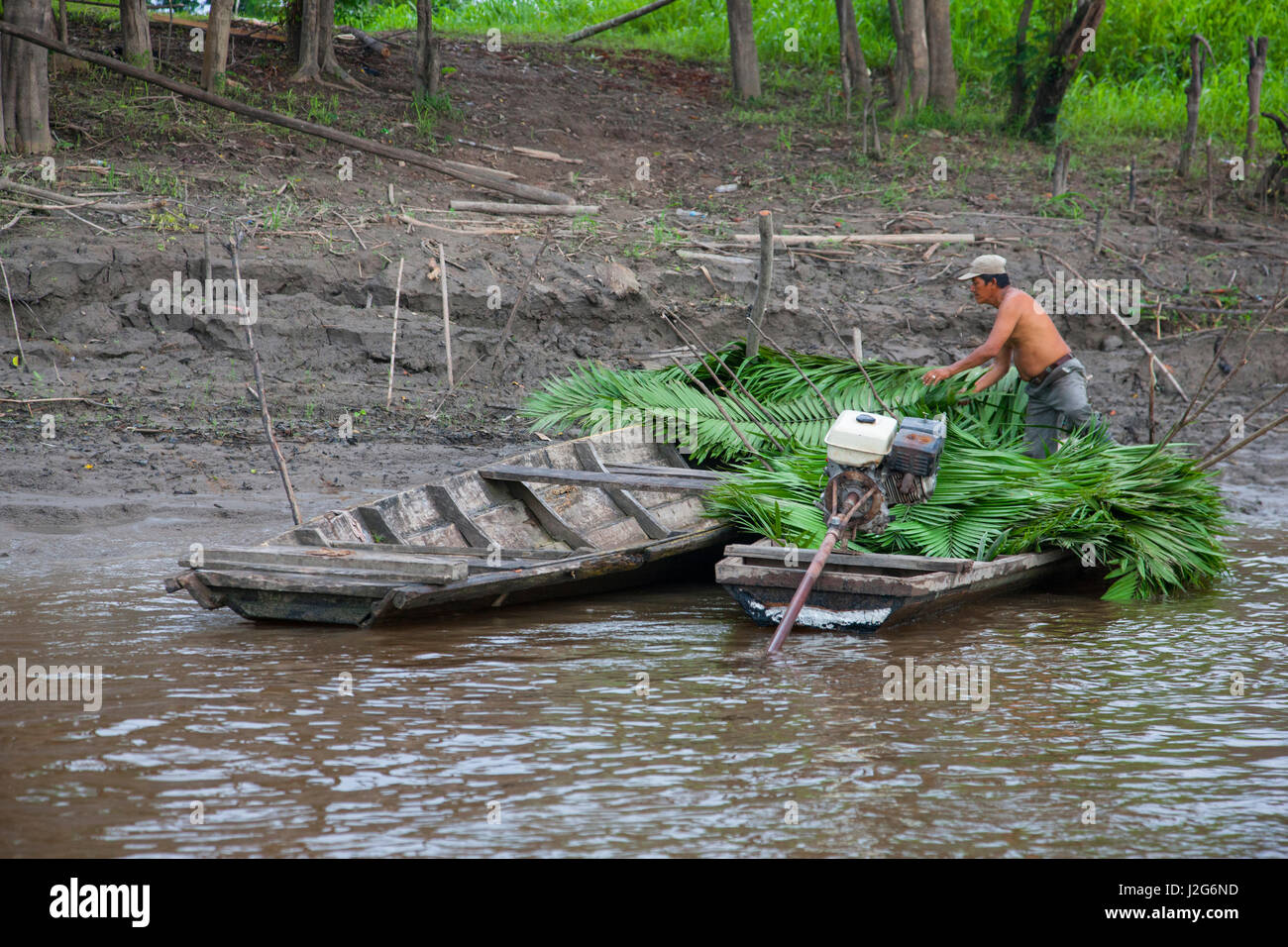 Un homme amazonien local récolte puy de feuilles de palmier qui seront séchés et utilisés comme matériaux de couverture dans sa longue maison. Banque D'Images