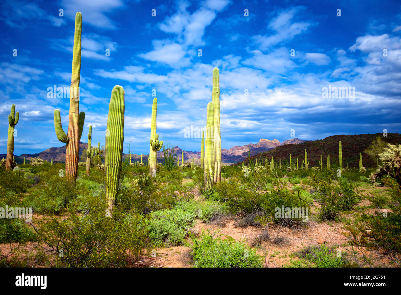 Tuyau d'orgue Monument National Cactus, AJO Mountain Drive serpente à travers le désert forêt de Saguaro cactus tuyau d'orgue et de l'ajo montagnes. Tailles disponibles (grand format) Banque D'Images
