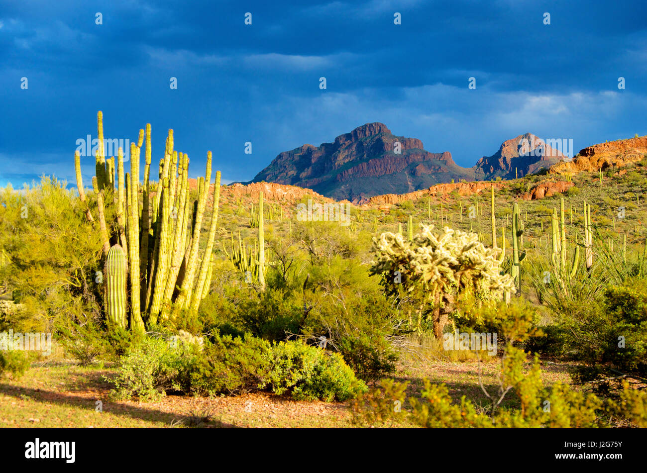 Tuyau d'orgue Monument National Cactus, AJO Mountain Drive serpente à travers le désert forêt de Saguaro cactus tuyau d'orgue et de l'ajo montagnes. Banque D'Images