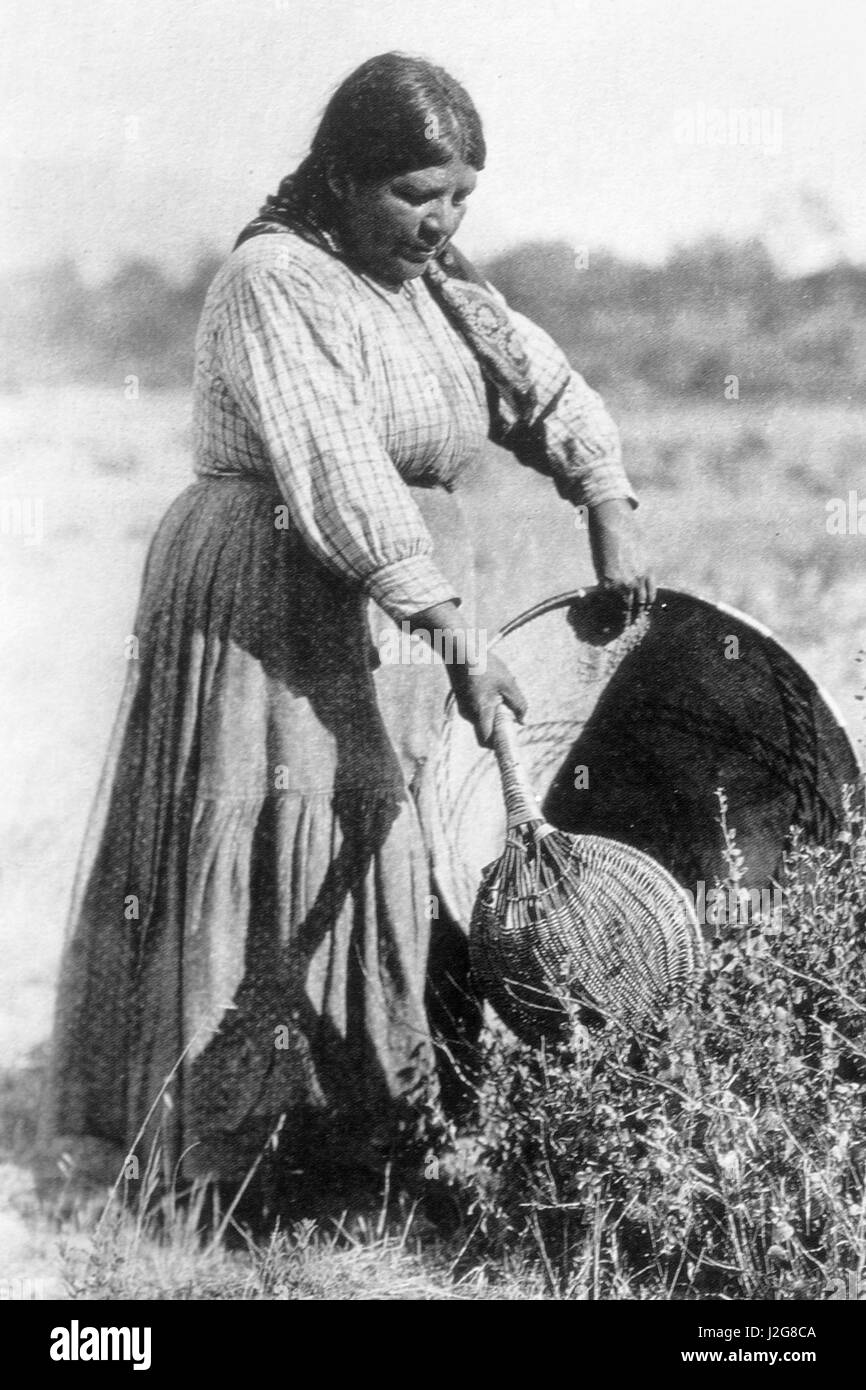 1920 Photographie noir et blanc photographie historique d'une femme à l'aide d'une graine Pomo tire-paille et grand rassemblement panier pour récolter des semences, en Californie Banque D'Images