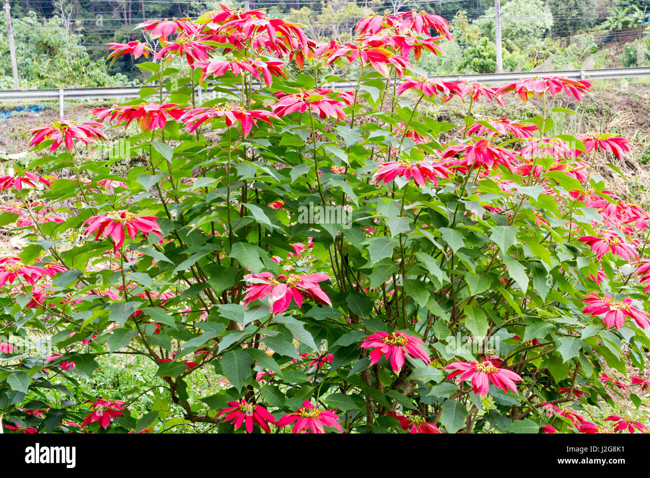 Poinsettia sauvage bush avec les fleurs rouges dans le Nord de la Thaïlande Banque D'Images