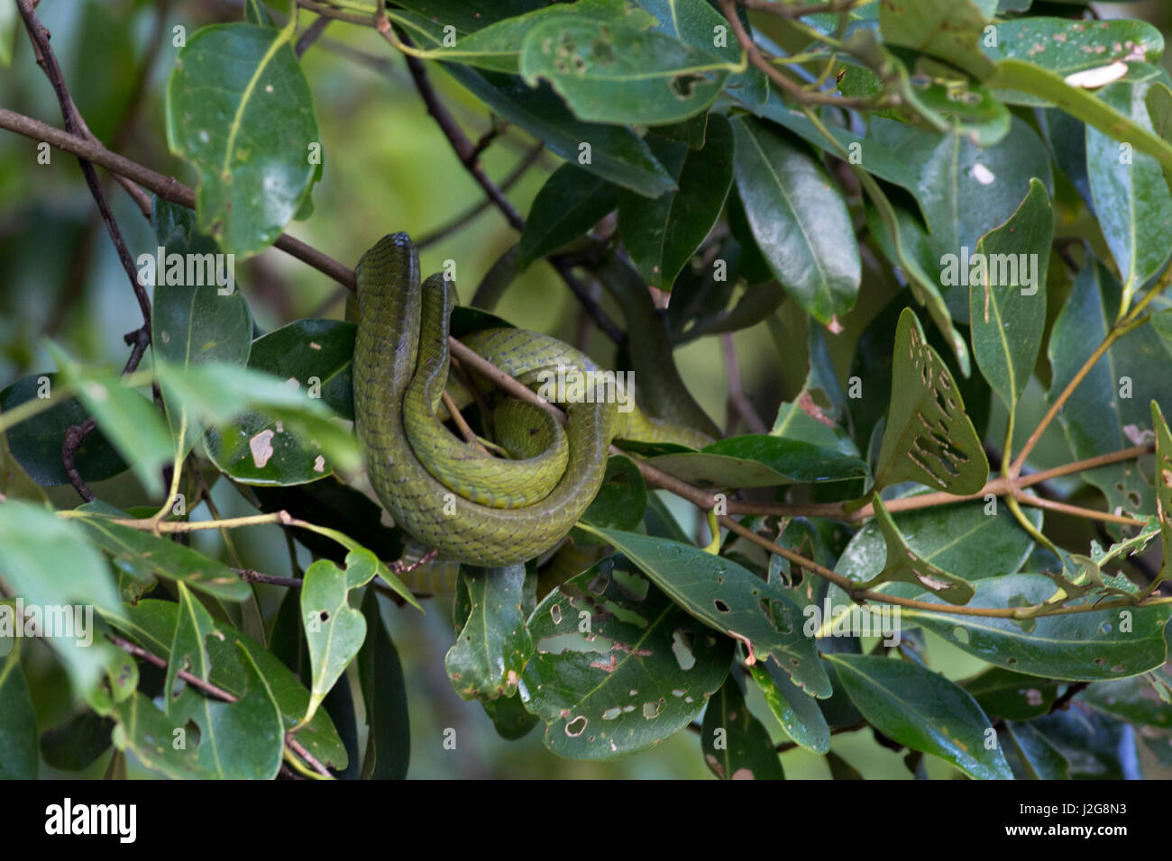 Chat vert serpent aussi connu comme Monosha au Fono Sobuj Shap les Sundarbans, Site du patrimoine mondial de l'UNESCO et une réserve faunique. Bagerhat, Bangladesh. Banque D'Images
