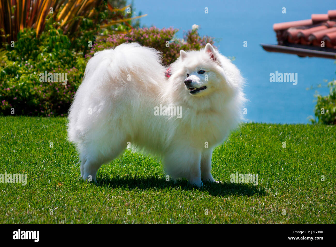 American Eskimo Dog debout sur une pelouse (MR & PR) Banque D'Images