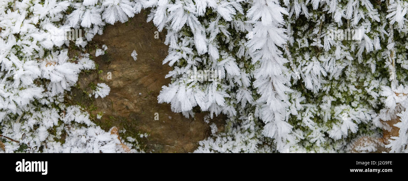 La structure de la glace sur les plantes et les roches Banque D'Images