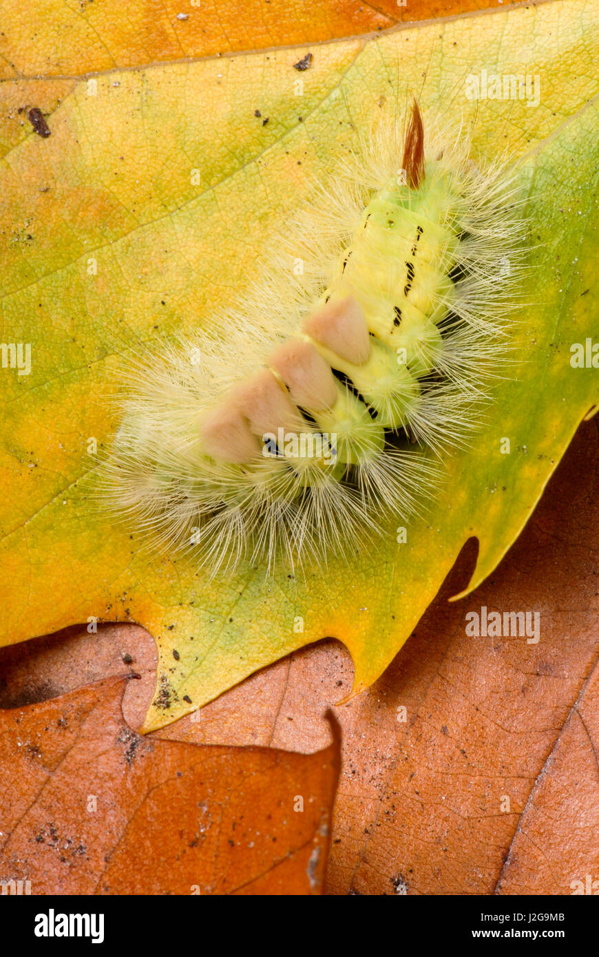 Calliteara pudibunda de Caterpillar en congé Banque D'Images