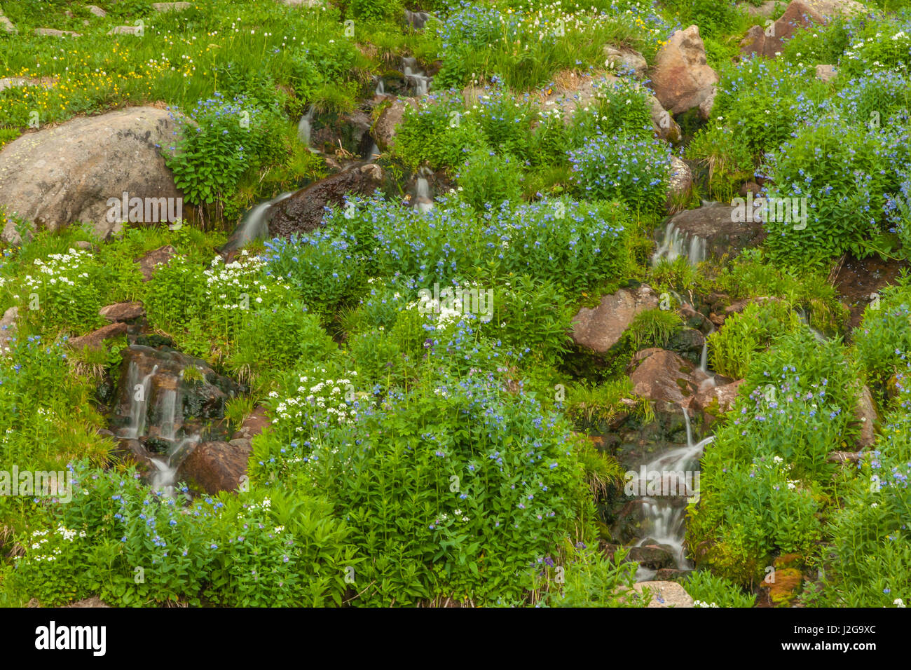 USA, Colorado, Rocky Mountain National Park. Tintement des cloches d'eau de montagne et de fleurs sauvages. En tant que crédit : Cathy & Gordon Illg / Jaynes Gallery / DanitaDelimont.com Banque D'Images