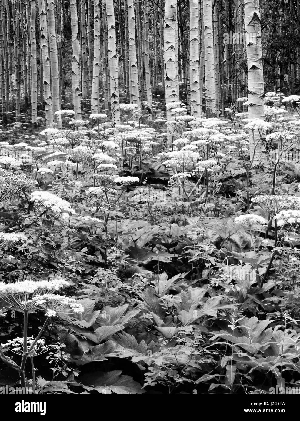 USA, Colorado, Montagnes Rocheuses. La pousse des plantes à aspen grove. En tant que crédit : Dennis Flaherty / Jaynes Gallery / DanitaDelimont.com Banque D'Images