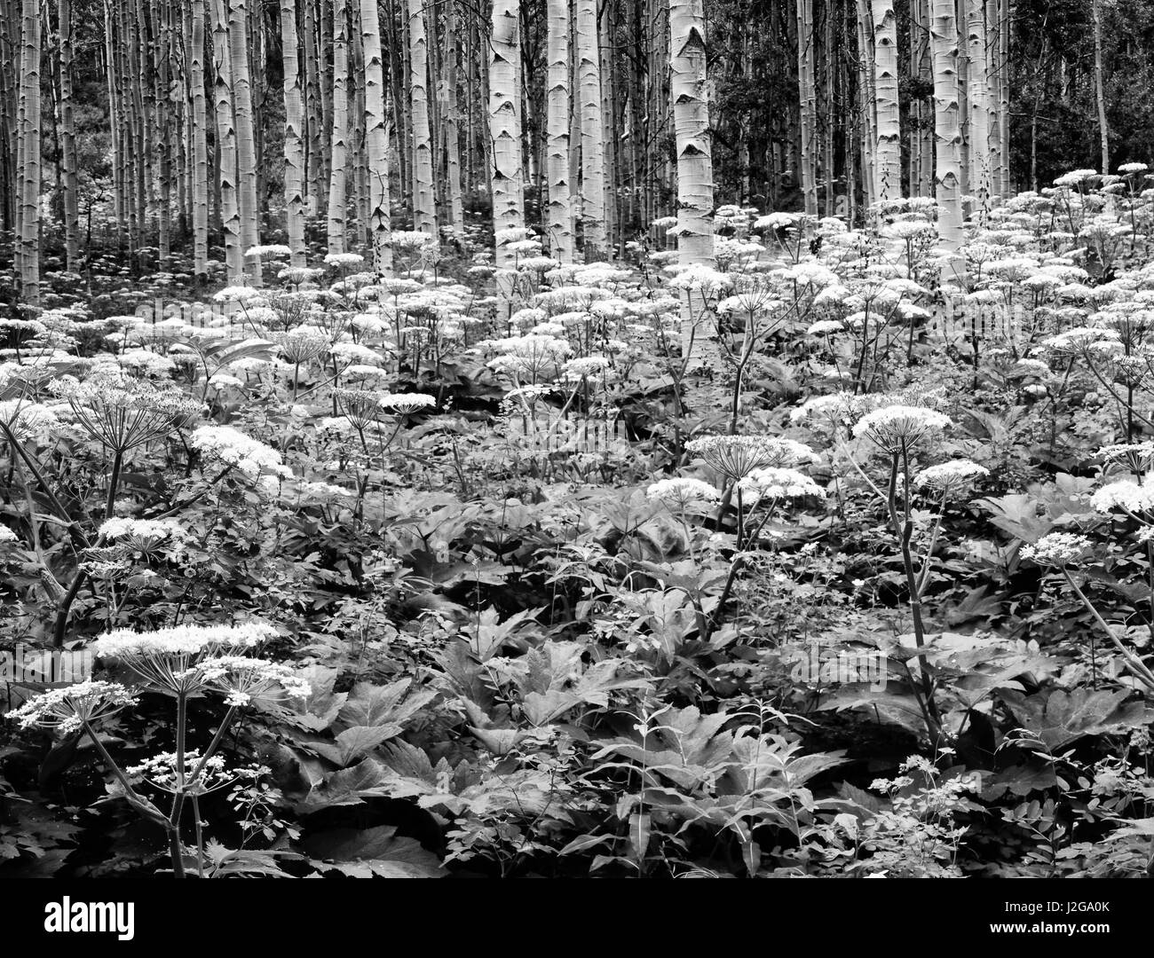 USA, Colorado, Montagnes Rocheuses. La pousse des plantes à aspen grove. En tant que crédit : Dennis Flaherty / Jaynes Gallery / DanitaDelimont.com Tailles disponibles (grand format) Banque D'Images