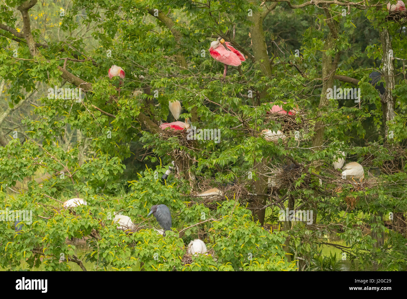 USA, Louisiane, Jefferson Island. Le Rookery arbres avec des oiseaux dans les nids. En tant que crédit : Cathy & Gordon Illg / Jaynes Gallery / DanitaDelimont.com Banque D'Images