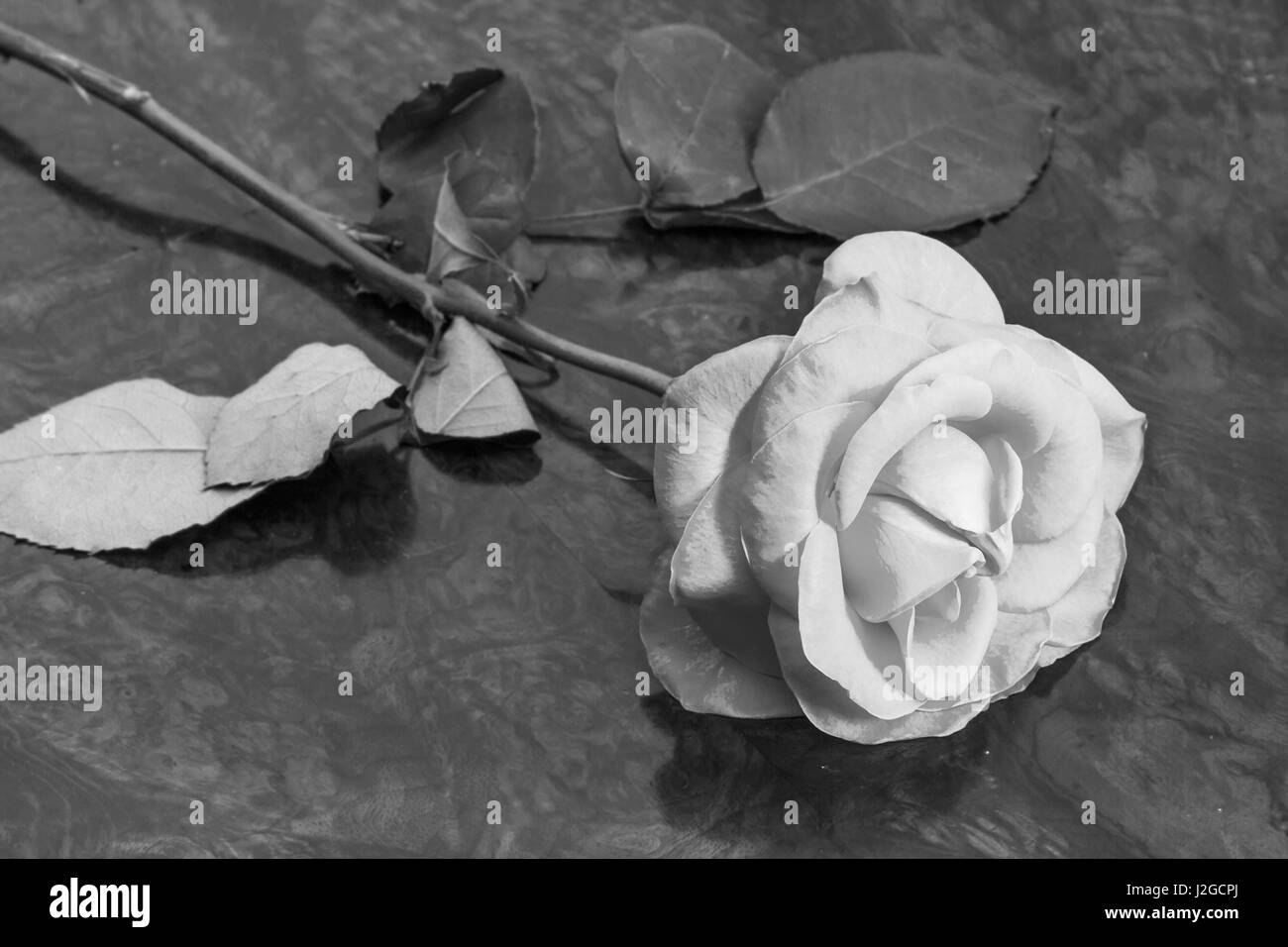 Fleur Rose sur fond de bois de Jour de Valentines Banque D'Images