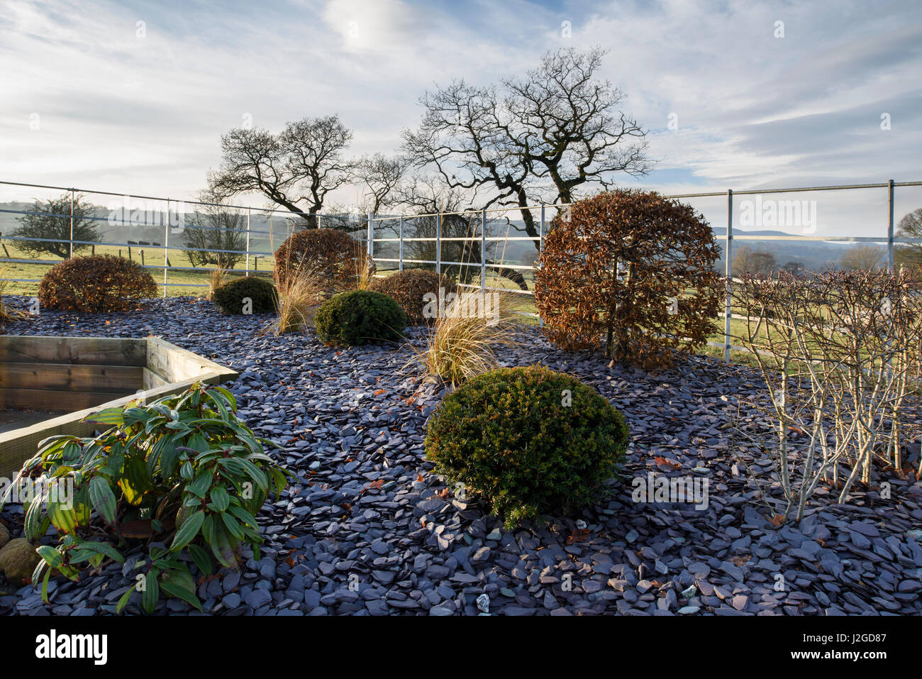 Vue d'hiver ensoleillé d'un coin d'un beau jardin privé, Yorkshire, Angleterre, Royaume-Uni - frontière herbacées soulevées avec gravillons ardoise & arbustes topiaires. Banque D'Images