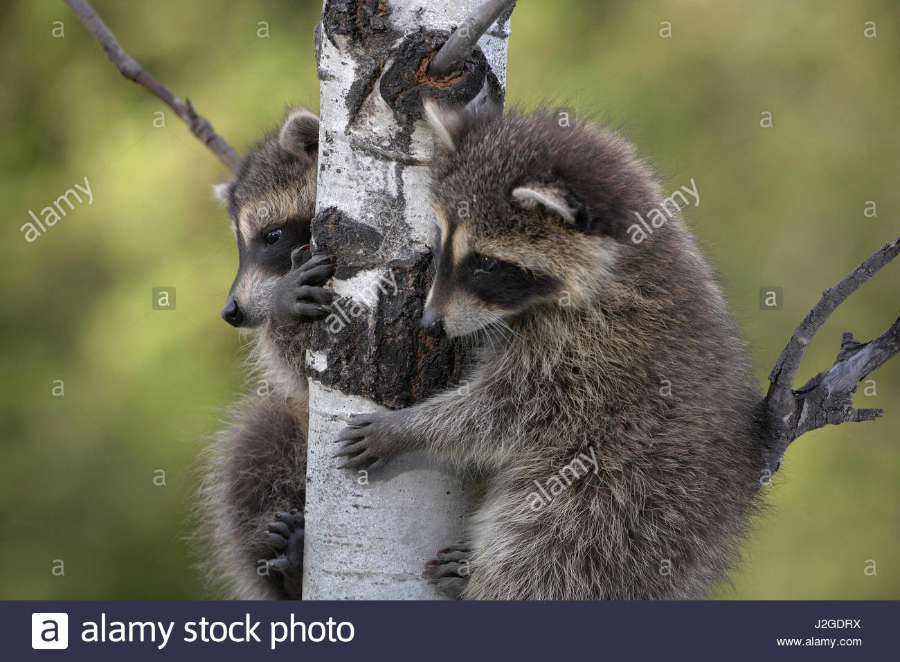 Bébé deux ratons laveurs Procyon lotor trouver protection dans un arbre Montana