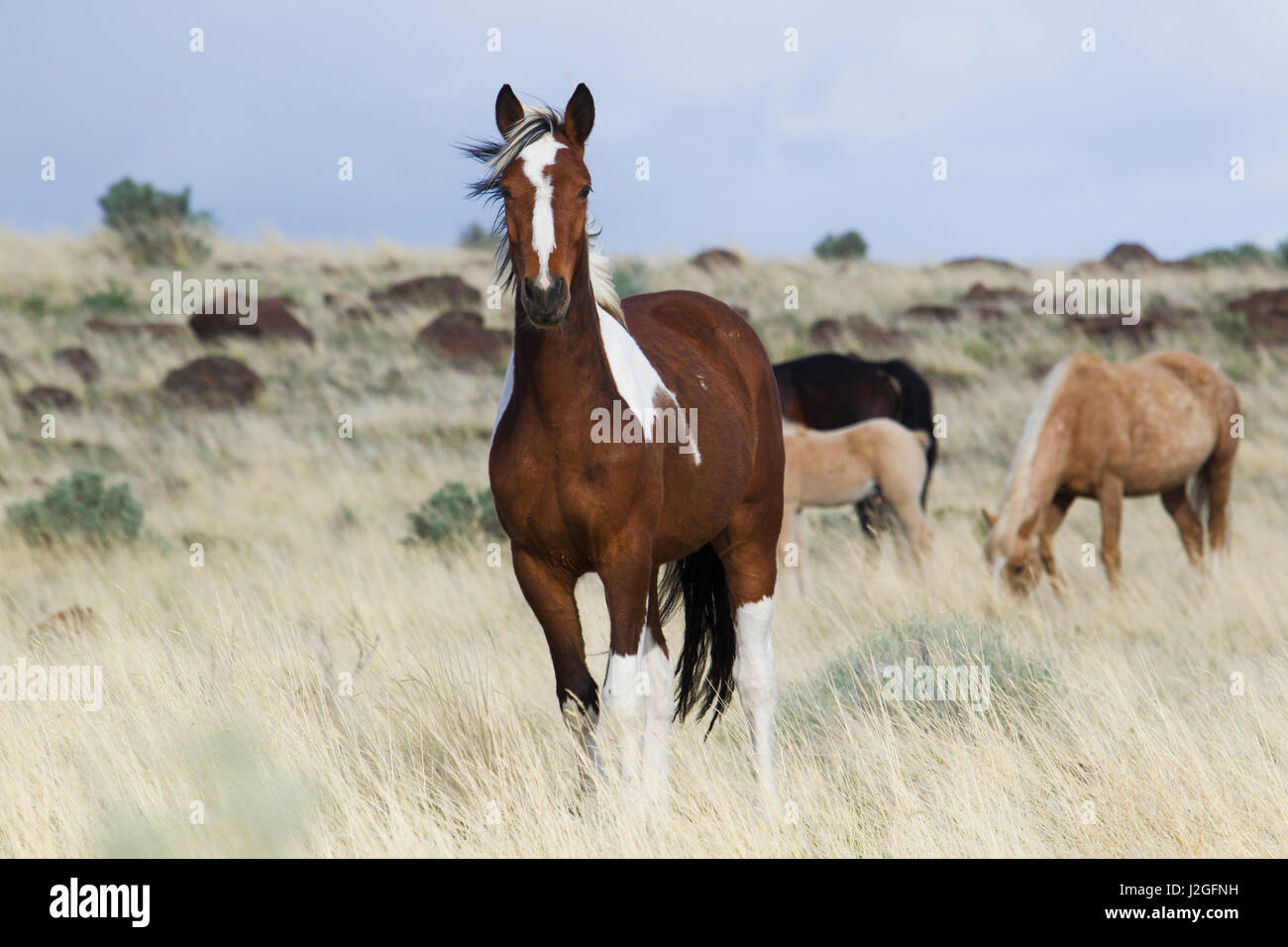 Les chevaux sauvages, montagnes Steens Banque D'Images