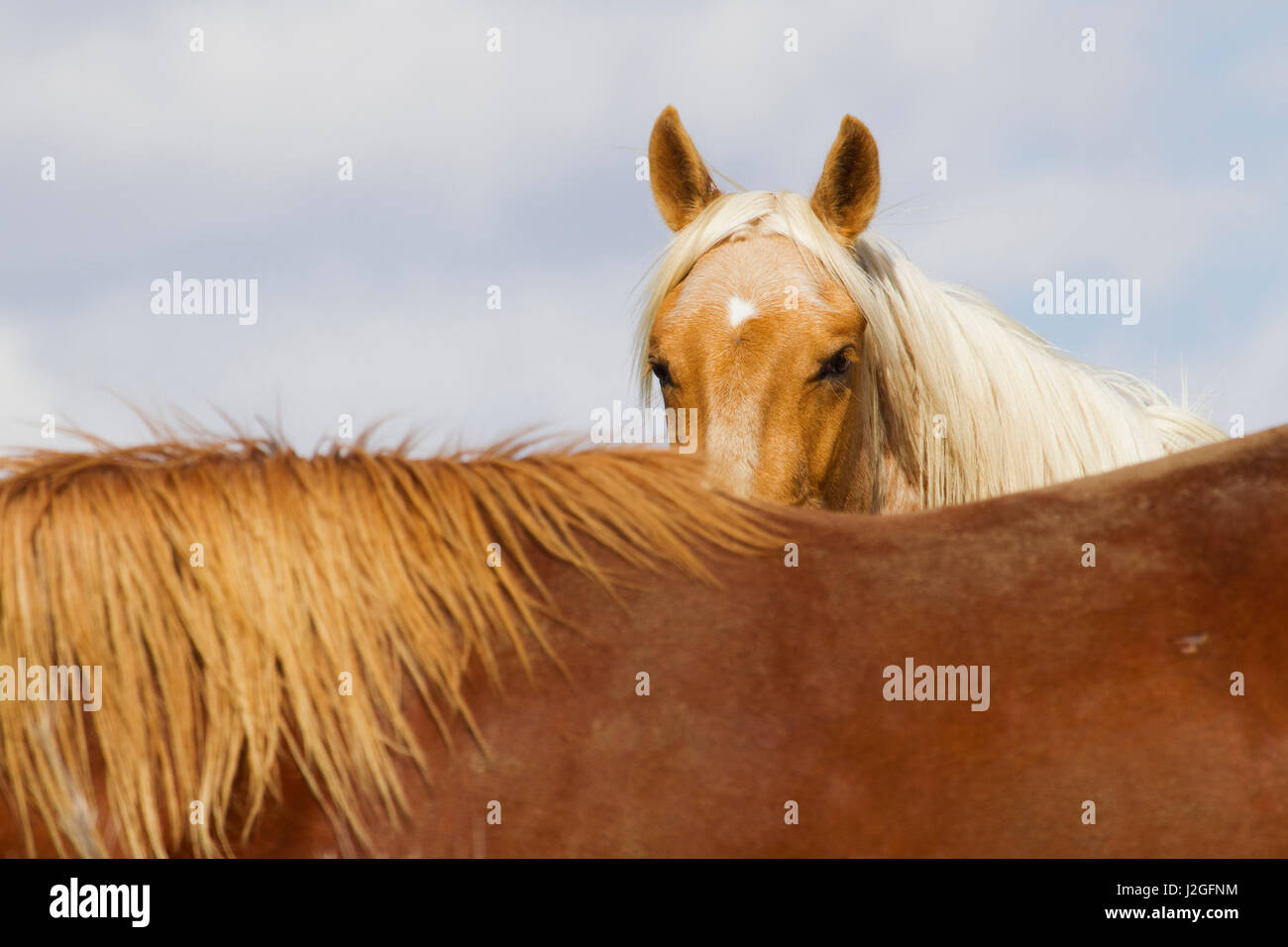 Les chevaux sauvages, montagnes Steens Banque D'Images