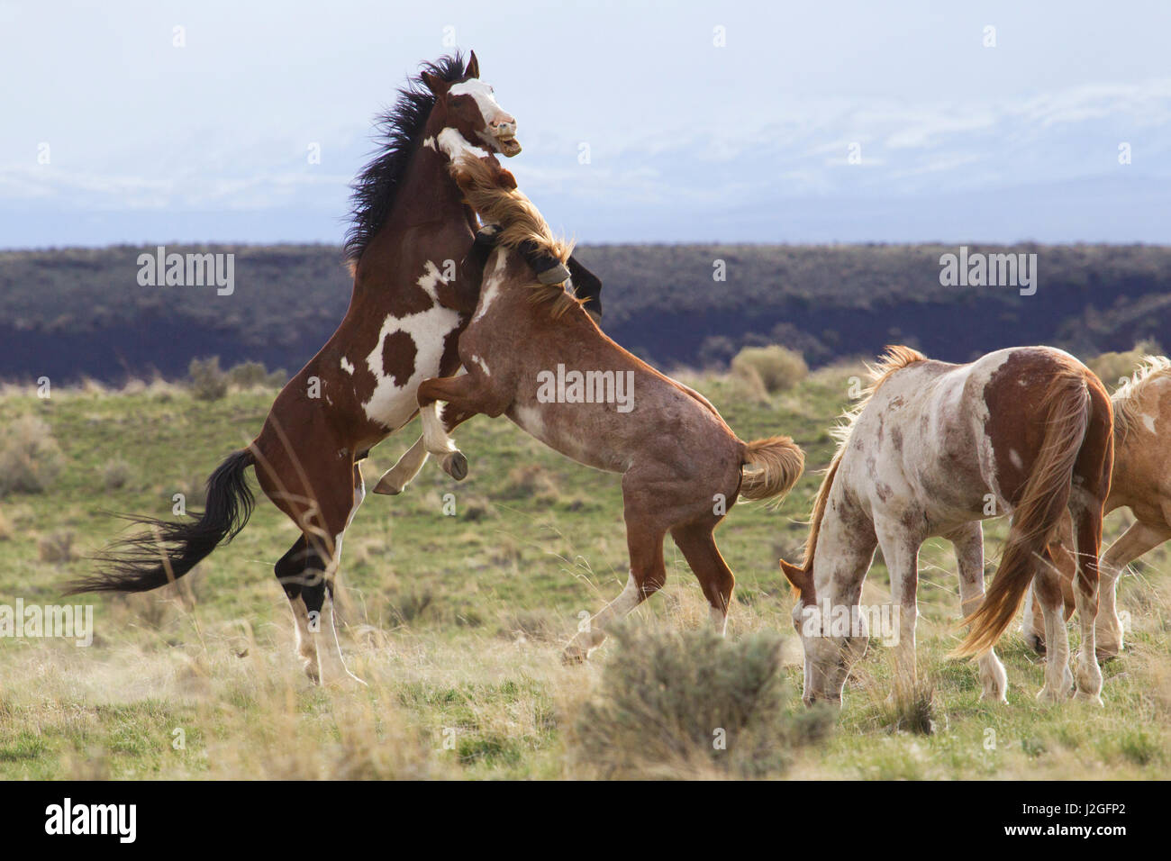 Les chevaux sauvages. Etalons de combat, les montagnes de l'Oregon, Steens Banque D'Images