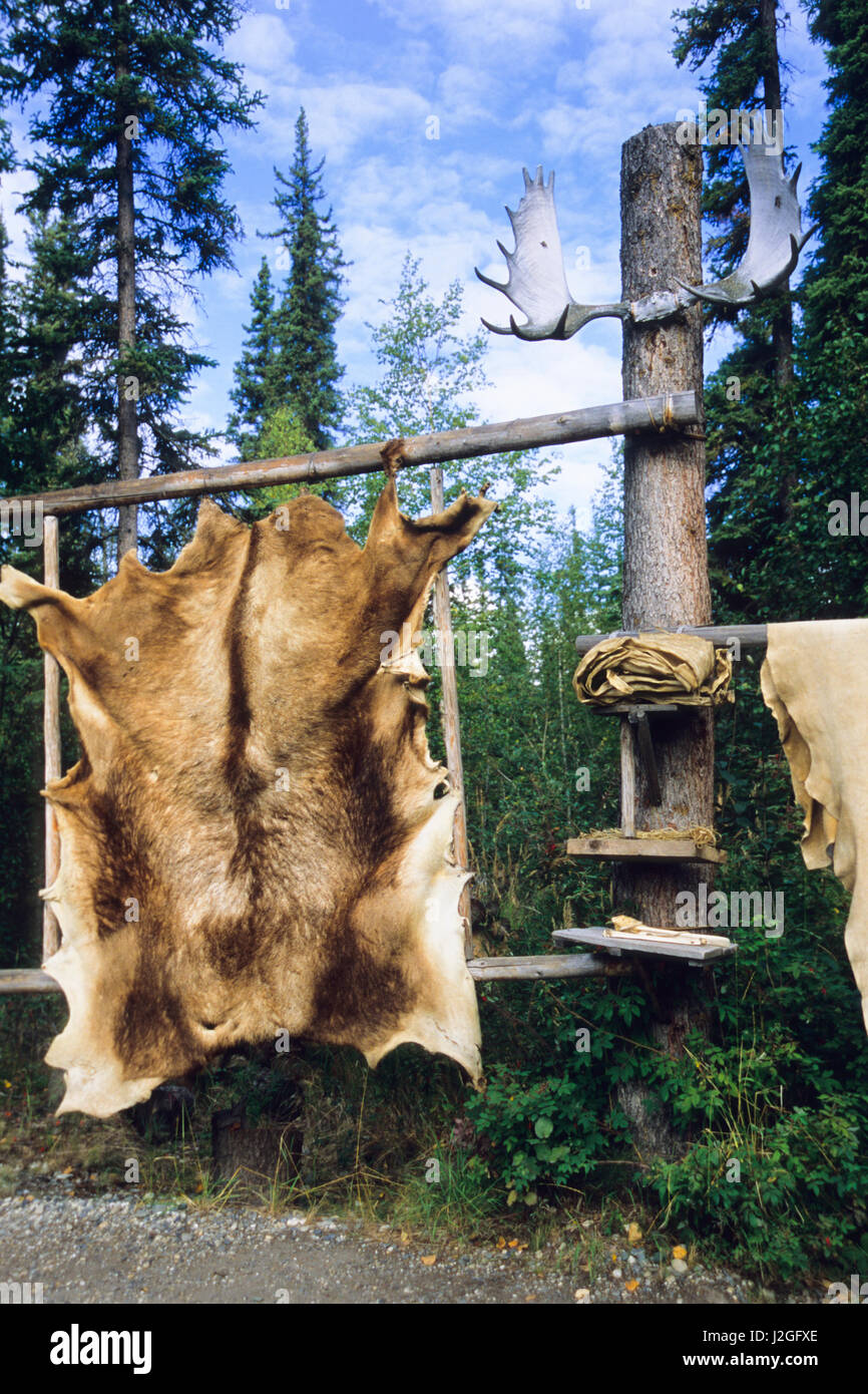 Masquer Elk tendue sur châssis en bois pour faciliter le raclage et le tannage des peaux de grands animaux. Alaska (PR) Banque D'Images